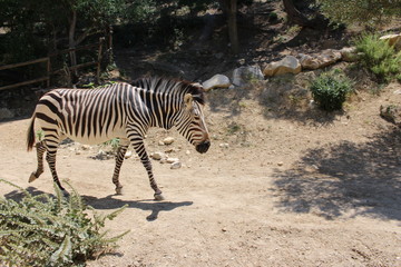 Fototapeta na wymiar Equus zebra hartmannae zèbre de hartmann
