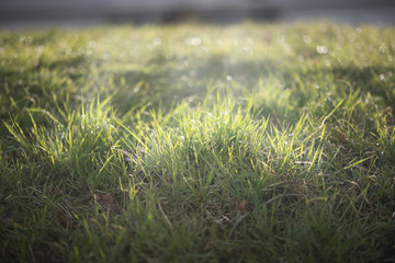 Abstract natural background. Fresh spring grass with drops on natural defocused light green background.
