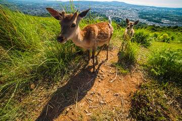 Deers playing on the Hill