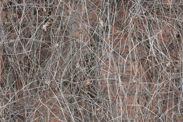 Wild grapes branches. Close up of Autumn Virginia Creeper leaves