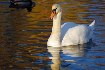 Fototapeta premium Beautiful graceful white swan swimming in a pond on a sunny autumn day