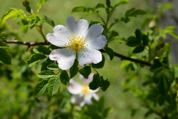 Sommerblumen im Freien