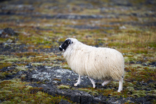 White Woolly Sheep in Iceland