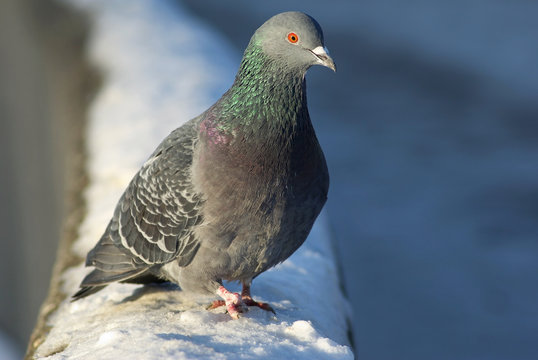 Dove sitting on the snow in winter. Urban pigeon. Shallow depth of field. Selective focus.