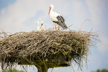 Cigogne au nid avec ses petits 