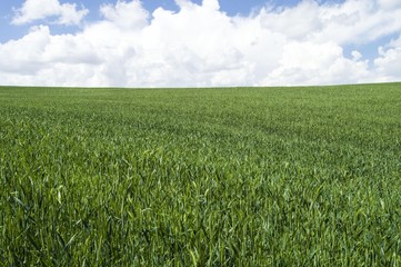 Ripening wheat, steppe wheat fields, wheat spike, green wheat field landscape pictures
