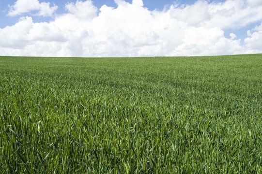 Ripening wheat, steppe wheat fields, wheat spike, green wheat field landscape pictures
