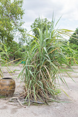 Fototapeta premium Sugarcane