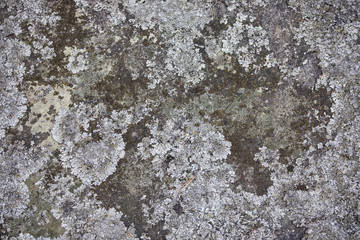Stone texture