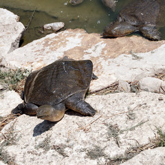 Wattle necked softshell turtle on the rocks