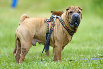 sharpei dog