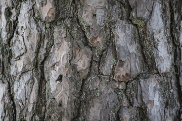 Bark texture
