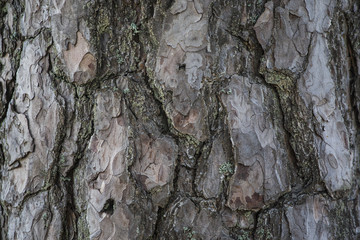 Bark texture