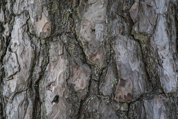 Bark texture