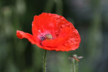 coquelicot