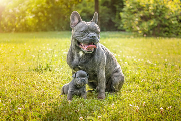 Hundewelpen - Französische Bulldogge