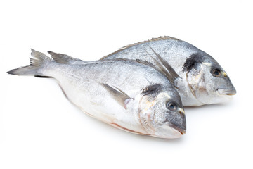 Fresh bream sea isolated on white background.
