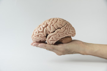 Artificial human brain model and holding hand