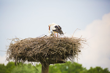 Fototapeta premium Maman cigogne qui nourrit ses petits cigogneaux