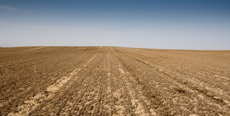 Meadow wheat field ready for cultivation