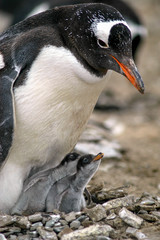 Naklejka premium Eselspinguin mit zwei Küken im NestSealion Island (XXII)