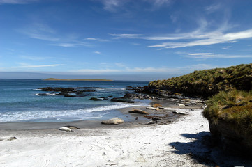 Fototapeta na wymiar Seeelephanten am Strand von Sealion Island, Falklands