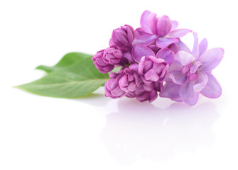 Fototapeta na wymiar Pink lilac flower.