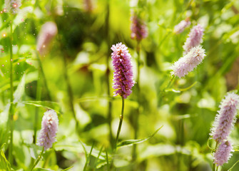 Field of summer flowers