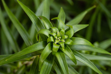 Tiger Lilies may be blooming early this year