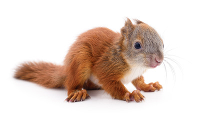 Eurasian red squirrel.