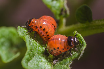Red larva of the Colorado potato beetle eats potato leaves