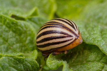 Colorado potato beetle eats potato leaves, close-up