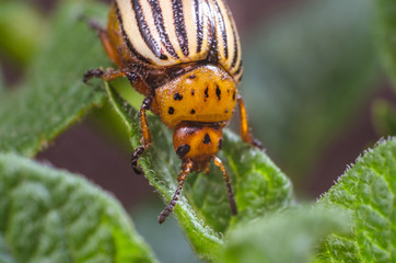 Colorado potato beetle eats potato leaves, close-up
