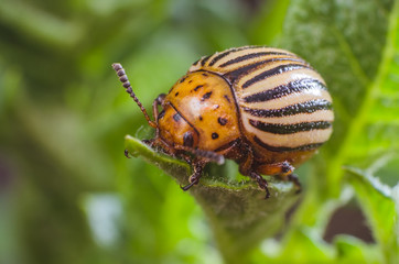 Colorado potato beetle eats potato leaves, close-up