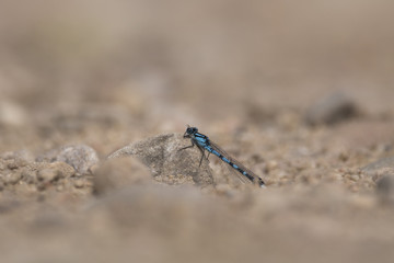 Southern Damselfly