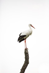 Cigogne blanche perchée au faite d'une branche d'arbre