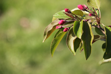 Pink buds on the Apple tree
