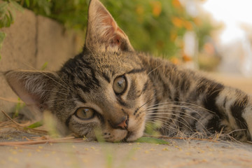 tabby kitten
