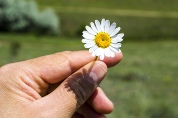 White and yellow daisies that grow in natural environment, daisies with daisy flowers-do not like fal look,

