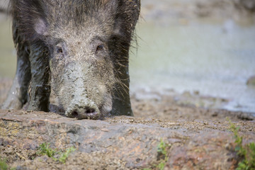 Sanglier dans sa bauge de boue