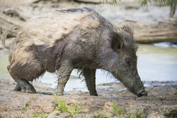 Sanglier dans sa bauge de boue