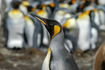 Königspinguine auf der Ostinsel der Falklands