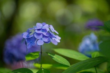 Purple hydrangeas close up

