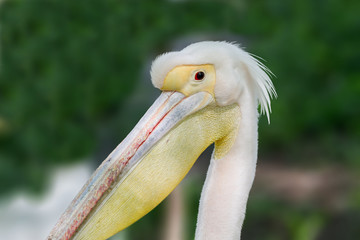 animal head of a beautiful pelican bird