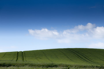 Obraz premium Green field with blue cloudy sky