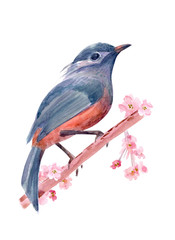 isolated stylish bird on flowering twig. watercolor painting