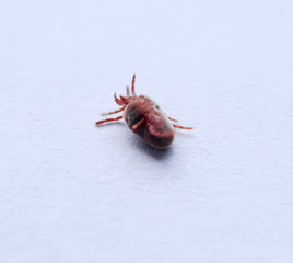 Red velvet mite on white sheet of paper. Macro shooting of velvet plaster mite.