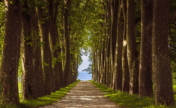 Fototapeta Avenue of trees, Lausanne Switzerland