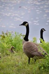 Geese Family