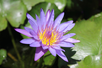 Lotus in the pond.lotus flowers in the pond is in full bloom.